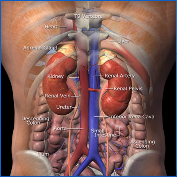 real kidney